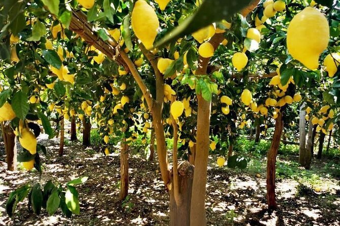 Amalfi Coast - Maiori: Path of Lemons Tour with Tasting - Key things to know before you go