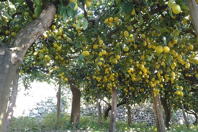Amalfi Coast - Maiori: Path of Lemons Tour with Tasting - How hard is it, really, and who should think twice?