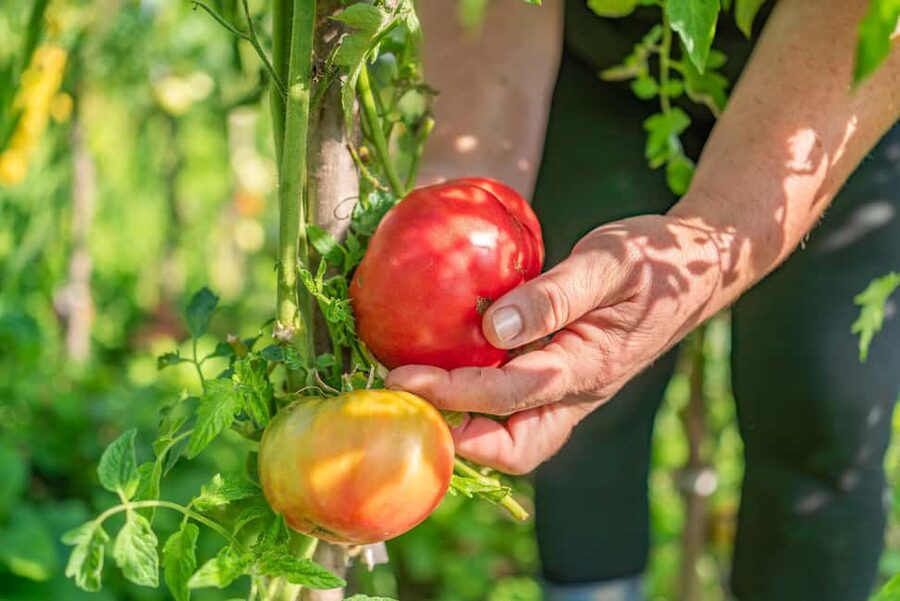 Amalfi Coast: Pizza & Mozzarella Class with Farmhouse visit - The terraced garden tour, lemon grove, and what you harvest
