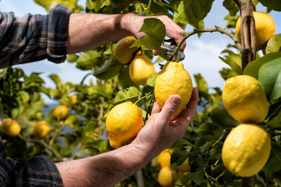 Amalfi: Cooking Class and Farmhouse Visit With Meal - Key moments that make this class worth your time