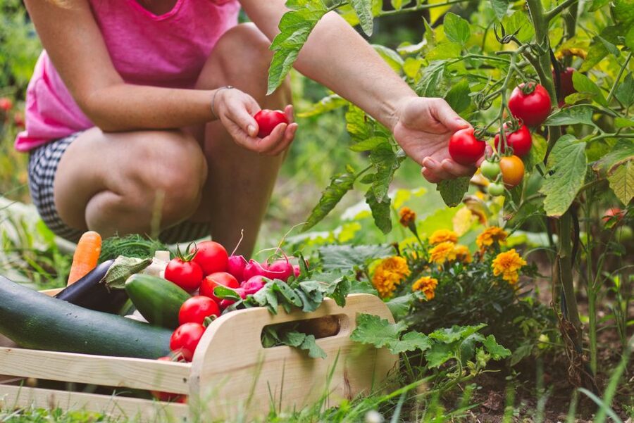 Amalfi: Cooking Class and Farmhouse Visit With Meal - The meal part, 4 courses plus wine, limoncello, and espresso