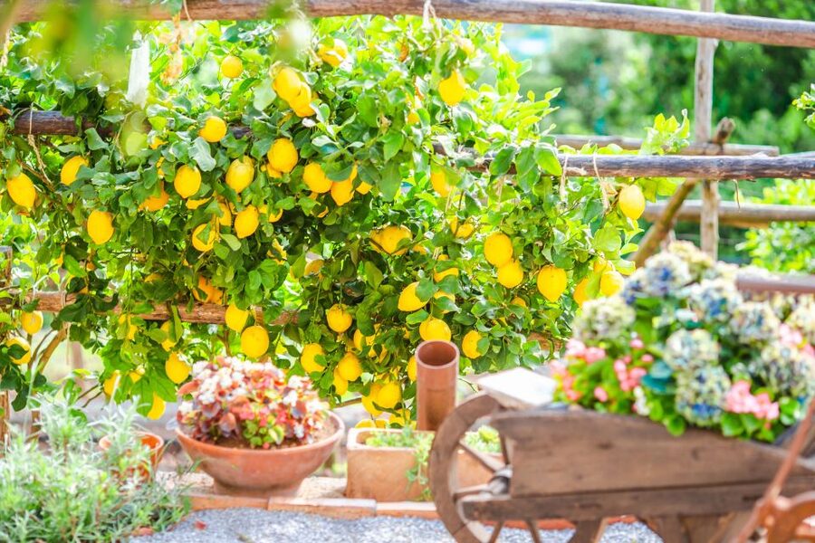 Amalfi: Cooking Class and Farmhouse Visit With Meal - What to bring and what to avoid