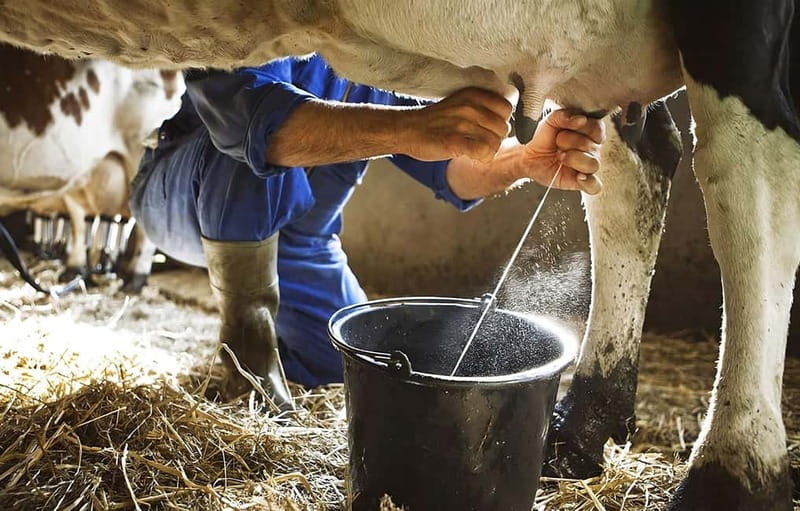 Amalfi: Milk the cows, Make Pasta, Mozzarella and Tiramisù! - Where This Class Fits: Agerola Farm Views and Castello Lauritano