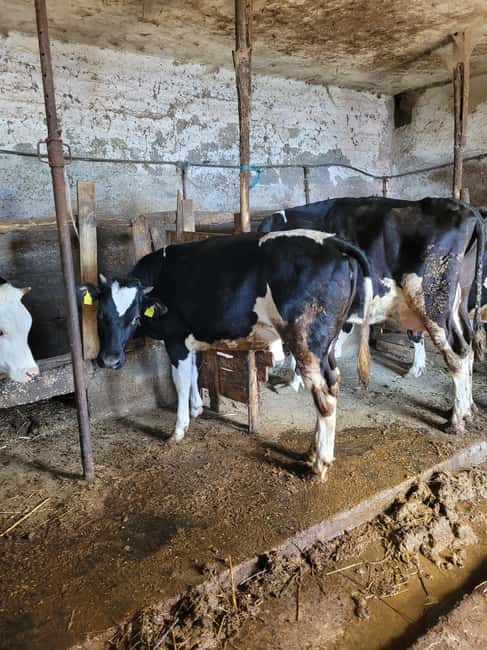 Amalfi: Milk the cows, Make Pasta, Mozzarella and Tiramisù! - Meet Valentino and Get Settled With Drinks