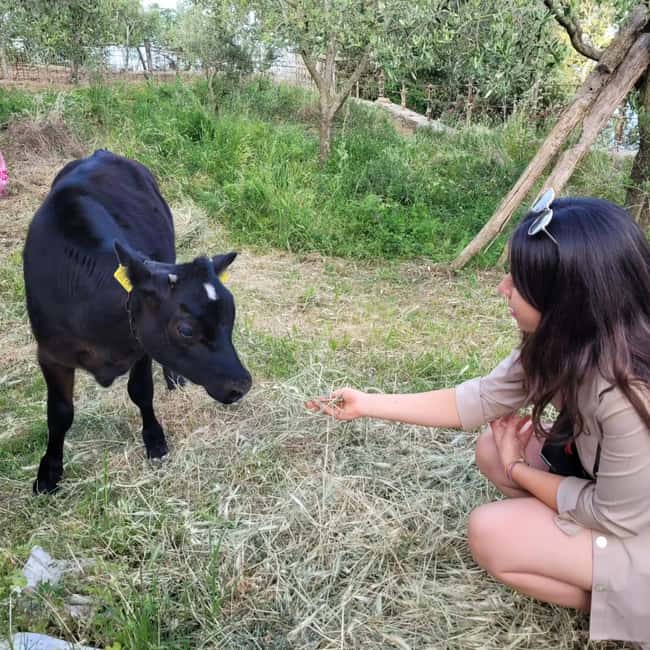 Amalfi: Milk the cows, Make Pasta, Mozzarella and Tiramisù! - Fiordilatte Mozzarella: Making Cheese the Milk-First Way