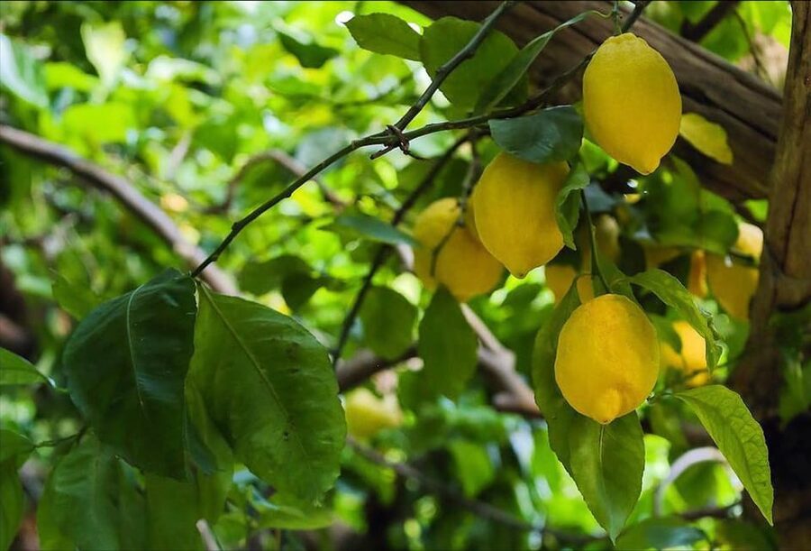 Amalfi Organic Lemon Tour & Tasting in the Historical Garden - Amalfi Views and the View-Break Over the Blue Sea