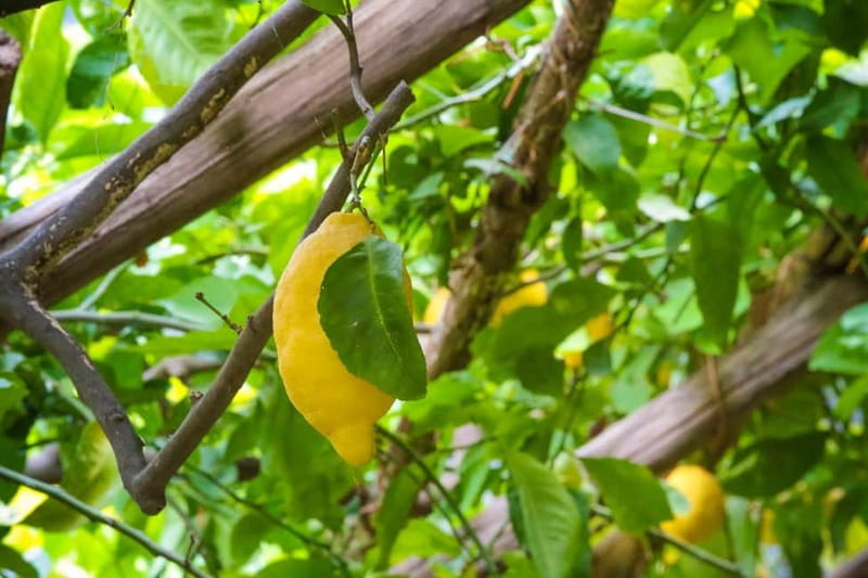 Amalfi Organic Lemon Tour & Wine Tasting + Dinner or Lunch - Why this Amalfi lemon and wine tour makes sense