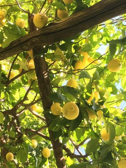 Amalfi Organic Lemon Tour & Wine Tasting + Dinner or Lunch - A smart way to choose this tour in your Amalfi trip