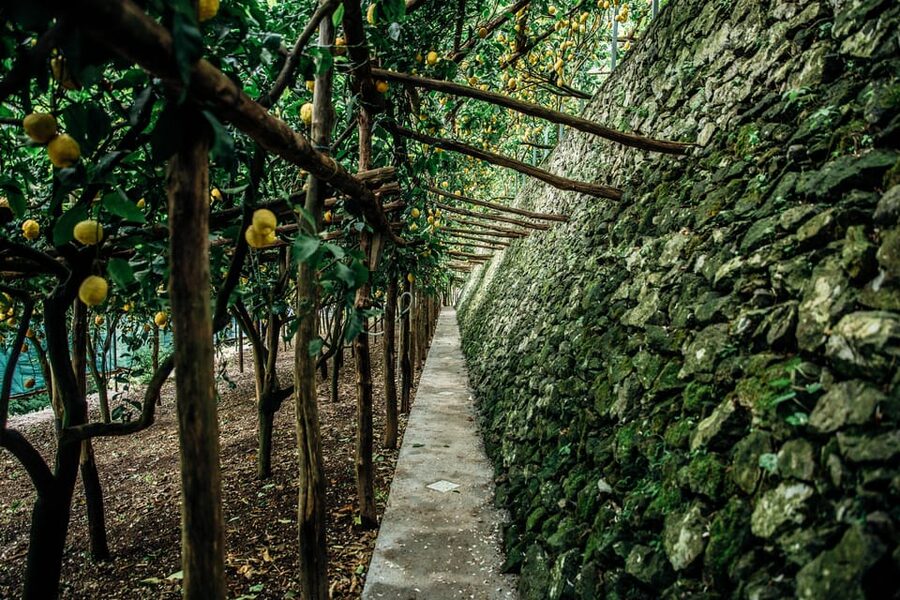 Amalfi: Vertical Lemon Farm Tour, Tastings, and Rural Museum - Buying Farm Products: What You Can Take Home