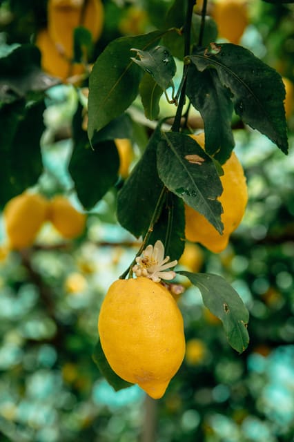 Amalfi: Vertical Lemon Farm Tour, Tastings, and Rural Museum - Via delle Cartiere 59: Meeting Point, and How to Not Make It Complicated