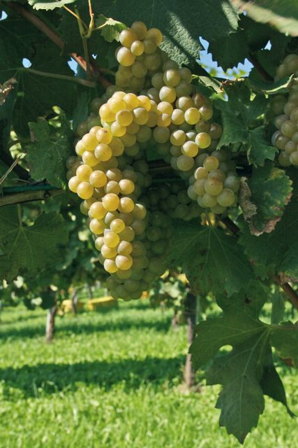 From Naples: Irpinia Wine Tour with 6 Tastings - Key Highlights You’ll Feel During This Tour
