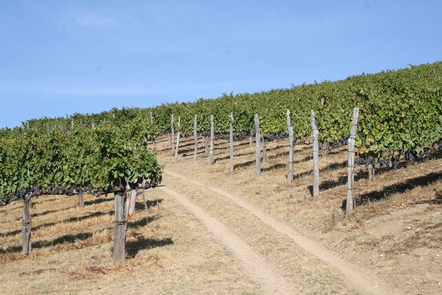 From Naples: Irpinia Wine Tour with 6 Tastings - Irpinia Wine Country From Naples, The Practical Way