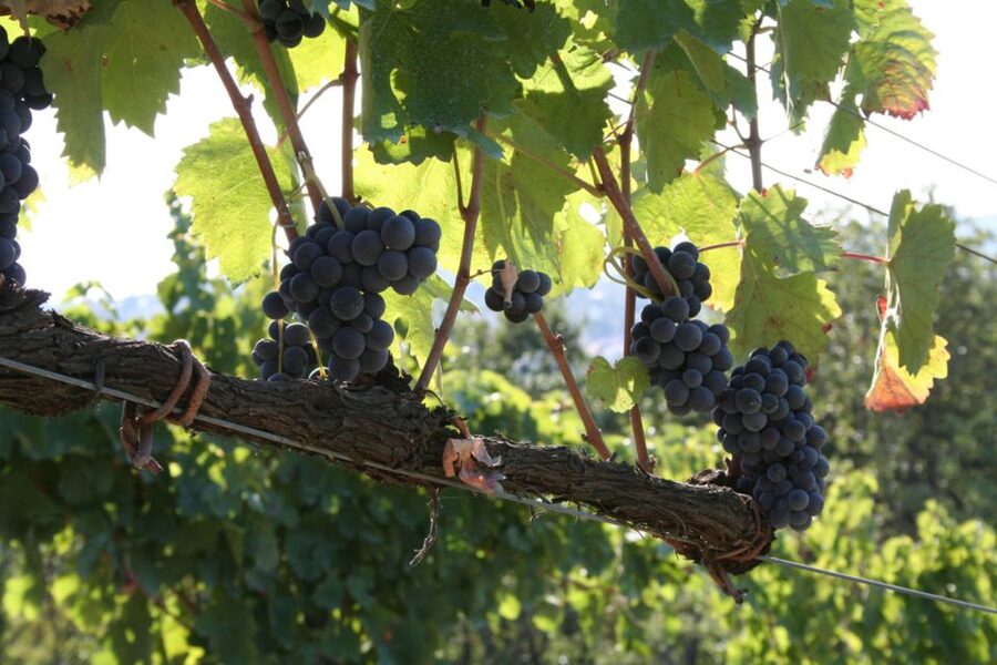 From Naples: Irpinia Wine Tour with 6 Tastings - The Midday Break: Lunch Is On You, But You Still Eat