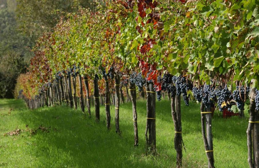 From Naples: Irpinia Wine Tour with 6 Tastings - Montemarano and Sertura Vini d’Irpinia: Walking Toward Aglianico