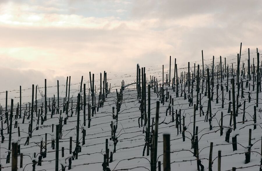 From Naples: Irpinia Wine Tour with 6 Tastings - Your Six Tastings: What You Can Expect in the Glass