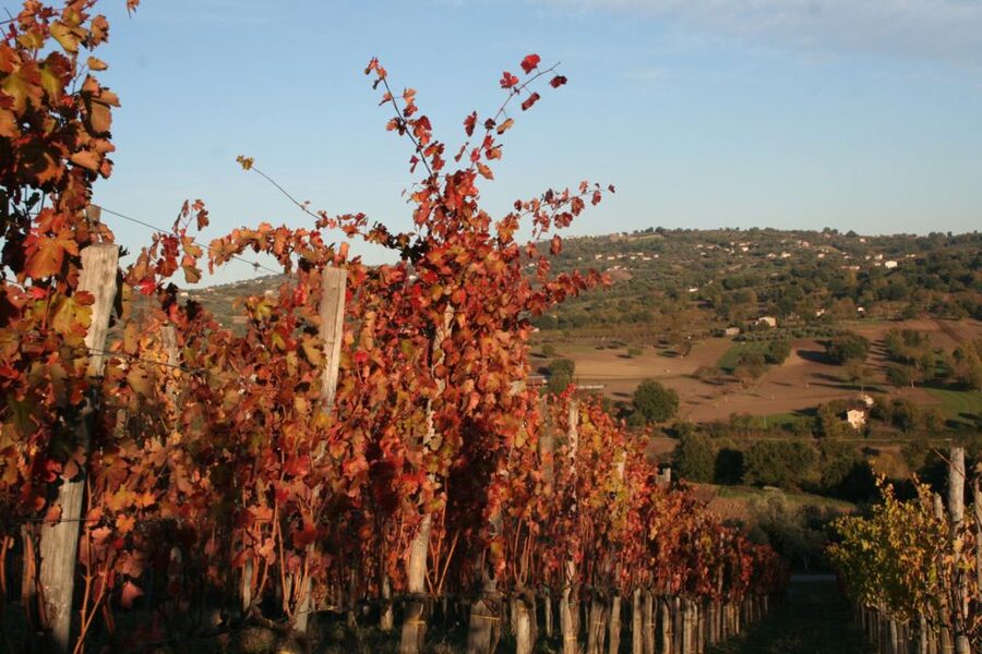 From Naples: Irpinia Wine Tour with 6 Tastings - Transportation and Transfers: Why the Route Feels Smooth