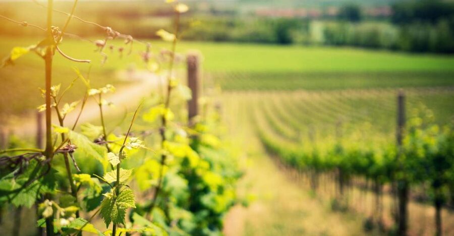 From Naples: Pompeii and Wine Tasting Tour with Lunch - Key highlights to look for