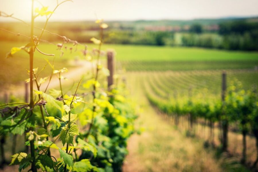 From Naples: Pompeii and Wine Tasting Tour with Lunch - Why Pompeii plus Vesuvius wine works so well in one day