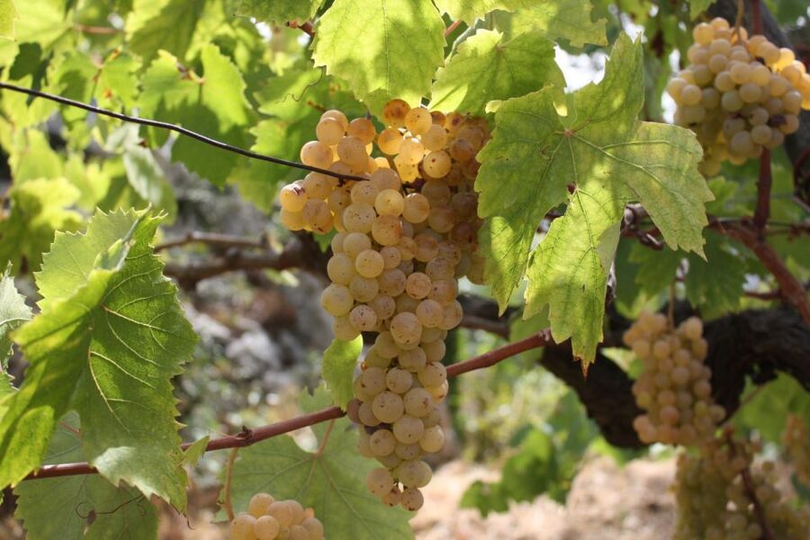 From Naples: Pompeii and Wine Tasting Tour with Lunch - Stop 3: Vesuvius wine tasting and Mediterranean lunch, about 2 hours