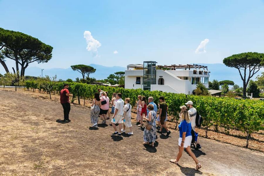 From Naples: Wine Tasting Tour on Vesuvius Slopes with Lunch - Should you book this Vesuvius wine tasting tour from Naples?