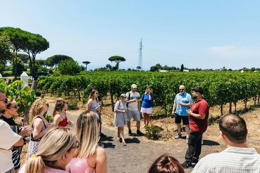 From Naples: Wine Tasting Tour on Vesuvius Slopes with Lunch - Price and value, without the guesswork
