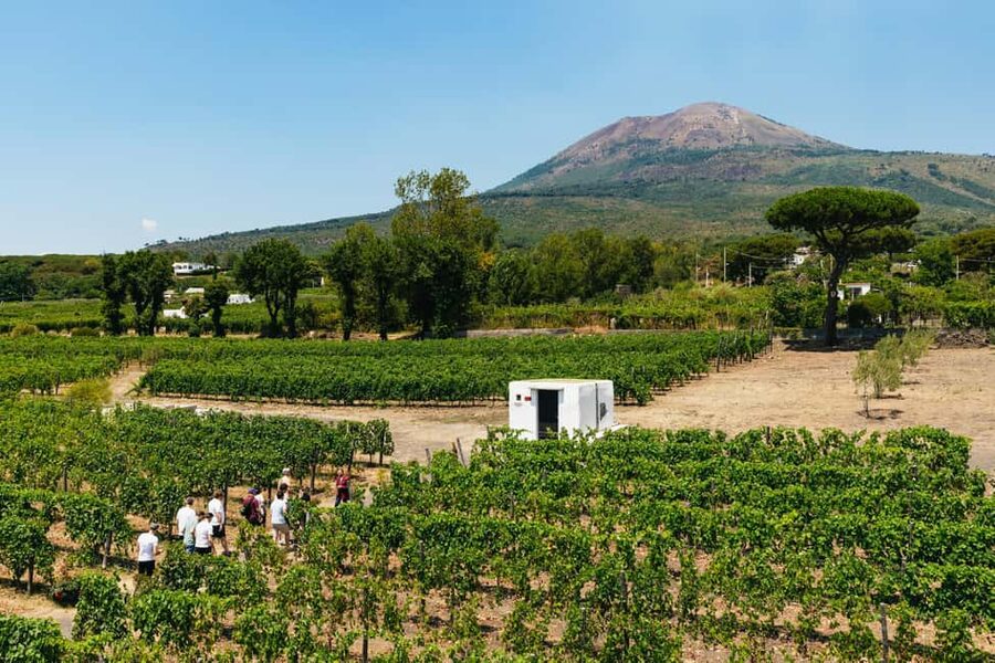 From Naples: Wine Tasting Tour on Vesuvius Slopes with Lunch - Mount Vesuvius stop, lunch, and the relaxed half-day flow