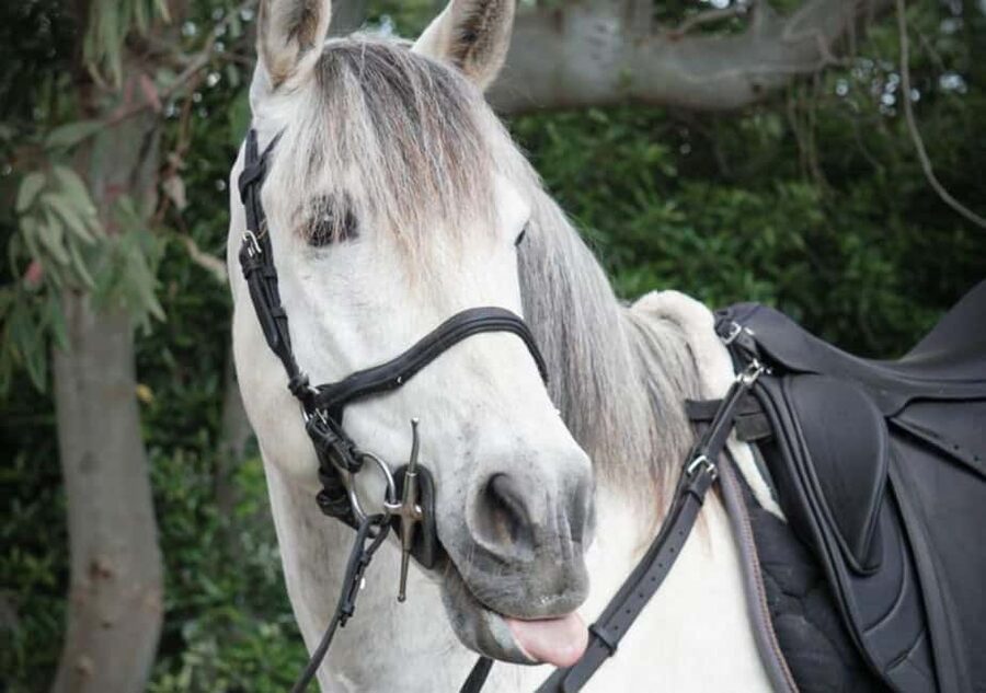 From Pompeii: Mount Vesuvius Horseback Riding Tour - From Pompeii to the stables: pickup that keeps the day simple
