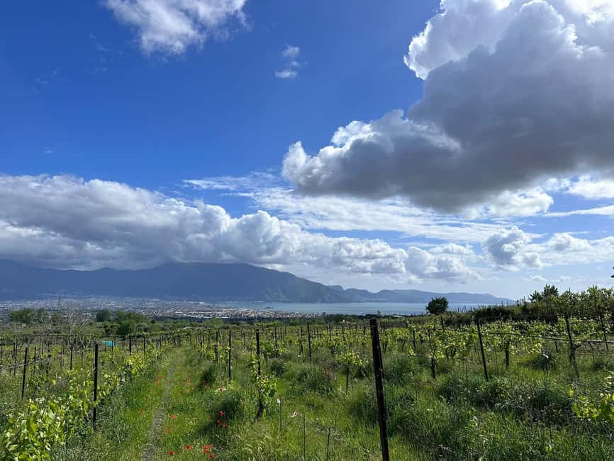 From Pompeii: Mount Vesuvius Horseback Riding Tour - Ranch orientation: animals first, then getting to know your horse