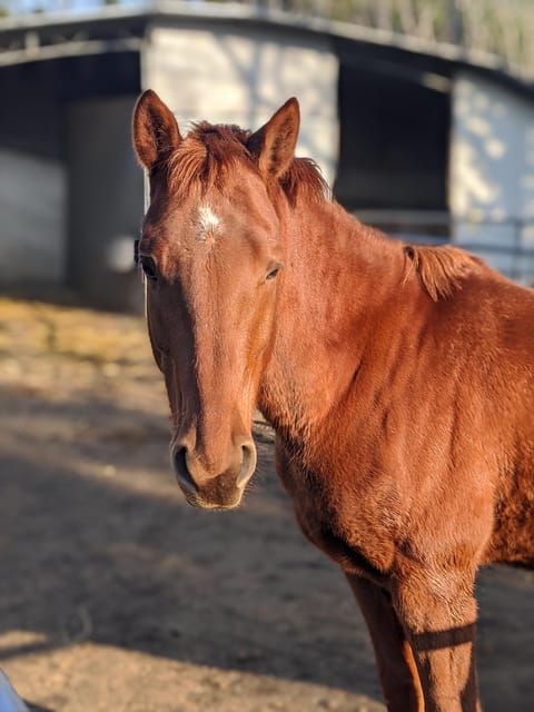 From Pompeii: Mount Vesuvius Horseback Riding Tour - Price and value: is $79.30 a fair deal?