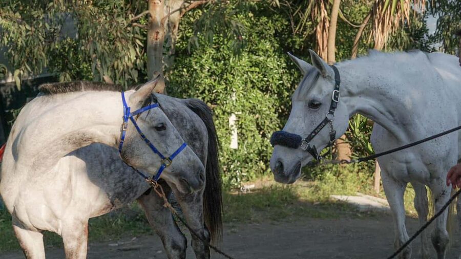 From Pompeii: Mount Vesuvius Horseback Riding Tour - Practical planning: how to make the ride feel comfortable