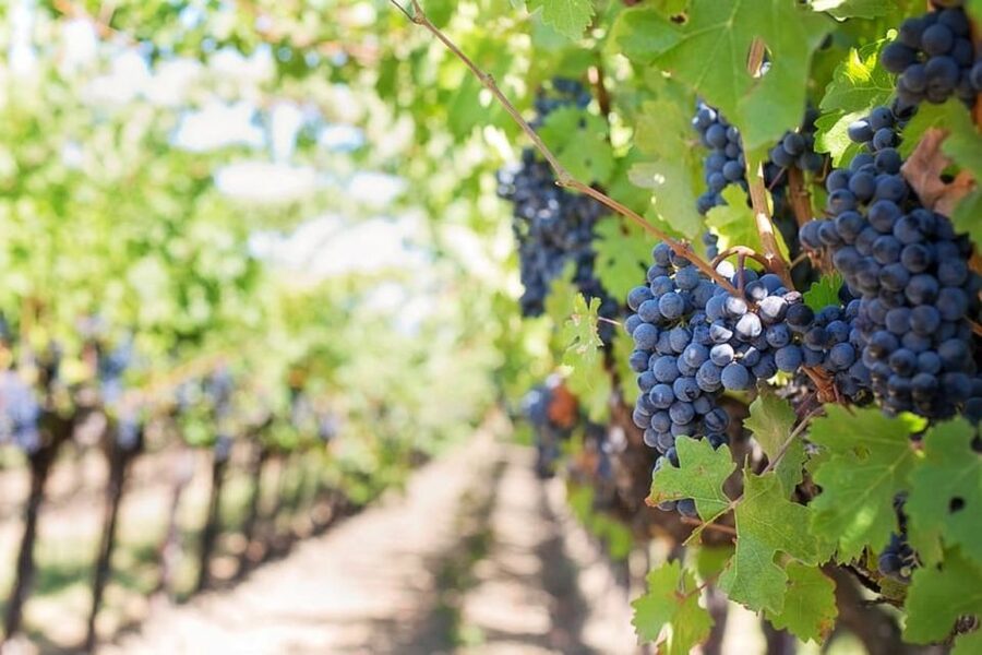 From Sorrento: Skip-the-Line Pompeii Tour and Vineyard Lunch - Should You Book This Pompeii and Vineyard Tour?