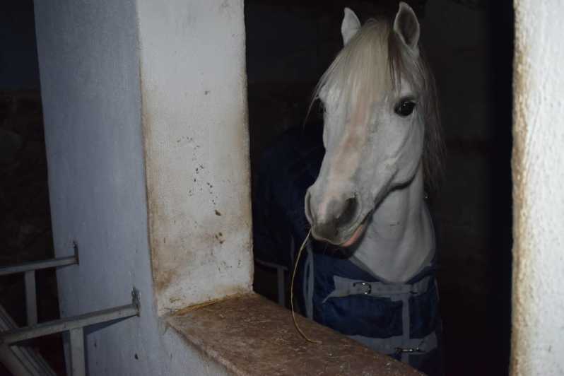 Horseback excursion in the Maddalena woods - Key highlights you will actually care about