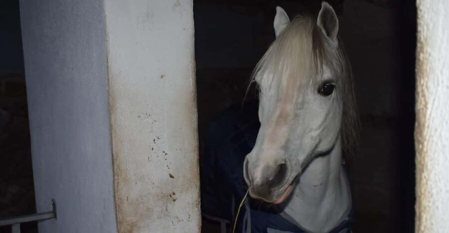 Horseback excursion in the Maddalena woods - Why this Maddalena forest ride feels different on Ischia