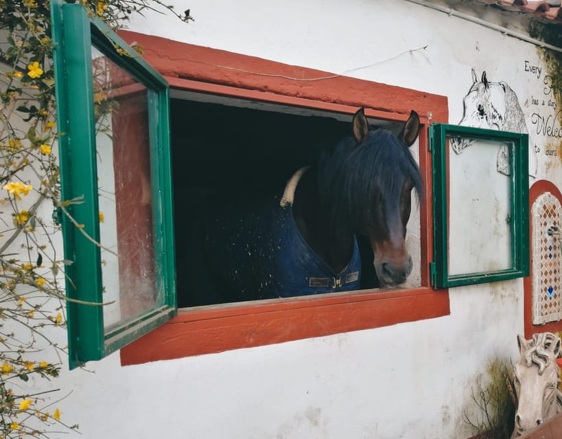 Horseback excursion in the Maddalena woods - Mount Rotaro and the volcanic story under your hooves
