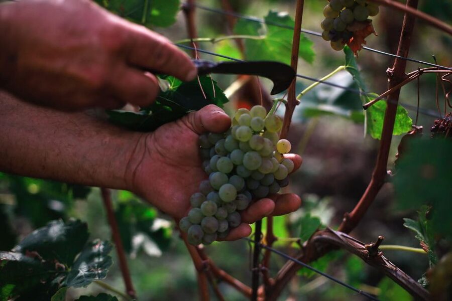 Ischia: Vineyard Tour & Wine Tasting Experience w/ Transfers - Stop 1 and the ride: getting set up without stress