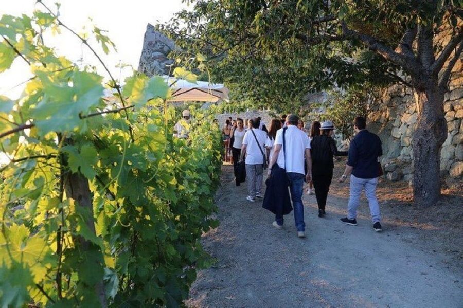Ischia: Vineyard Tour & Wine Tasting Experience w/ Transfers - The vineyard and cellar tour: how you connect place to taste