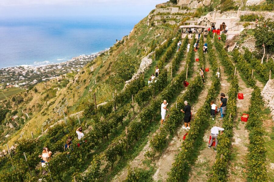 Ischia: Vineyard Tour & Wine Tasting Experience w/ Transfers - The tasting of 4 wines: what to notice in each glass