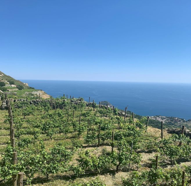 Ischia: Vineyard Tour & Wine Tasting Experience w/ Transfers - Who should book this tour, and who should skip it