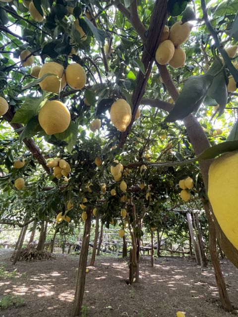 Maiori: Amalfi Coast Path of Lemons Day Trip with Tastings - Should You Book This Maiori to Minori Path of Lemons Tour?