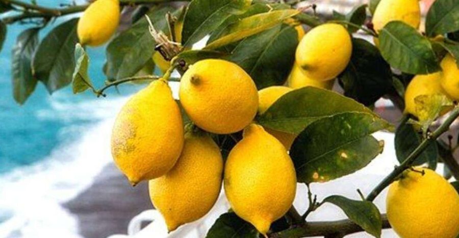 Maiori: Amalfi Coast Path of Lemons Day Trip with Tastings - Stairs, Steps, and Pacing: What the 2.5 Hours Feels Like in Real Life