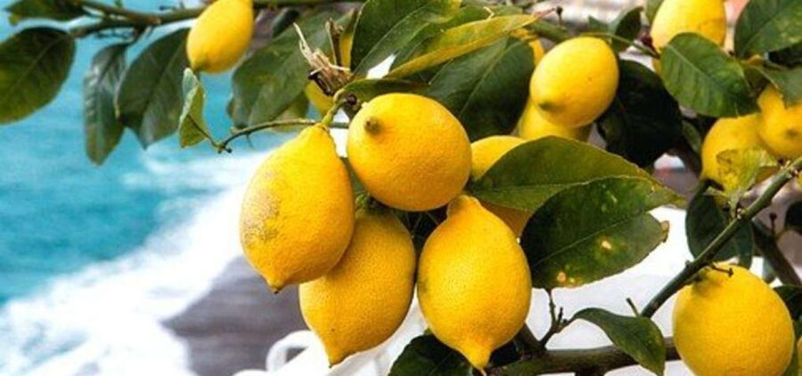 Maiori: Amalfi Coast Path of Lemons Day Trip with Tastings - The Path of Lemons Itself: The Old Mule Road Mindset