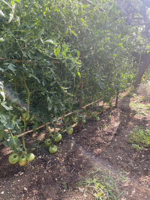 Maiori: Amalfi Coast Path of Lemons Day Trip with Tastings - Small Details That Add Up: Photos, Snack Stops, and Guide Personality
