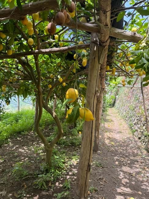 Maiori: Hiking Tour to A Lemon Farm with Lemon Tastings - Key Lemon-Farm Hiking Highlights