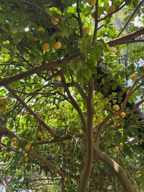 Maiori: Hiking Tour to A Lemon Farm with Lemon Tastings - Via San Pietro: The Climb Gets Real, and the Views Start Paying Back