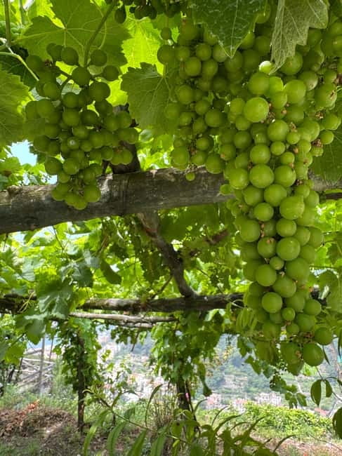 Maiori: Hiking Tour to A Lemon Farm with Lemon Tastings - Starting in Corso Reginna, Then Through Mezzacapo Palace Gardens