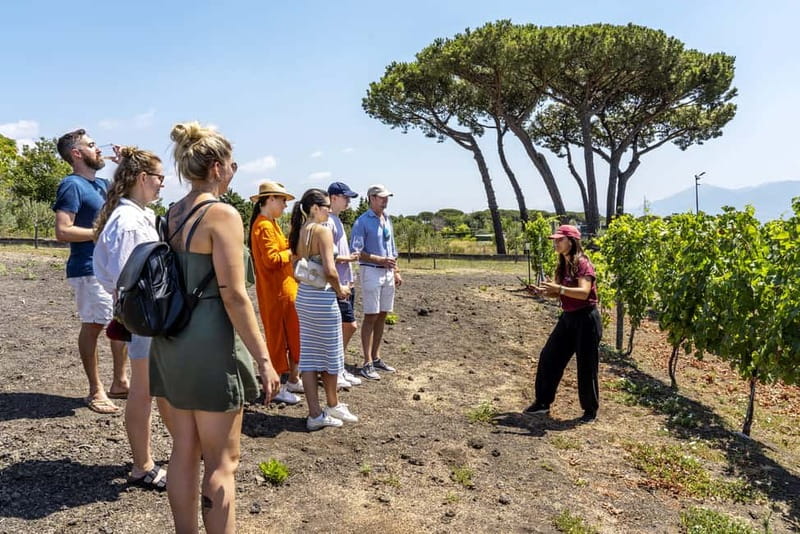 Mount Vesuvius: 5 Wine Tastings with Tour & Lunch Included - Vineyard Walk and Cellar Tour, Seeing Vesuvius Through Winemaking