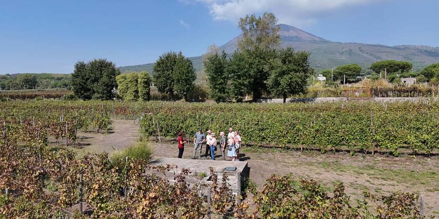 Mount Vesuvius: 5 Wine Tastings with Tour & Lunch Included - What to Expect From Pace, Group Size, and What You Should Bring