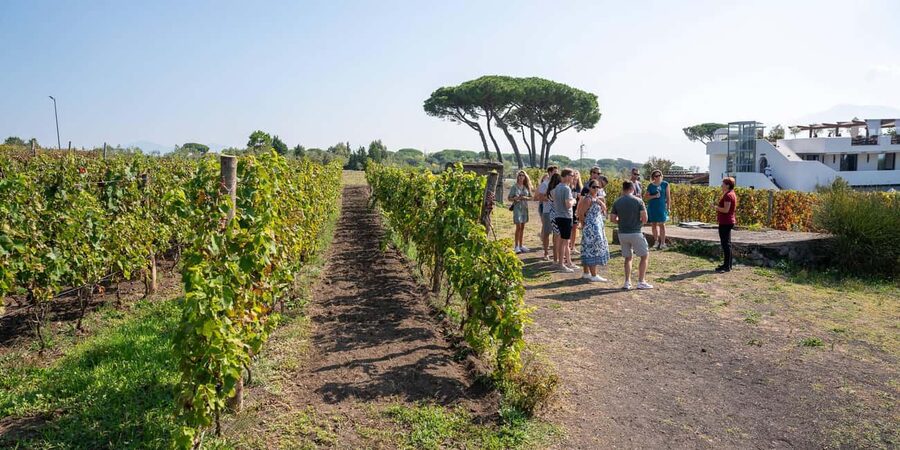 Mount Vesuvius: 5 Wine Tastings with Tour & Lunch Included - Should You Book This Vesuvius Wine Tasting?