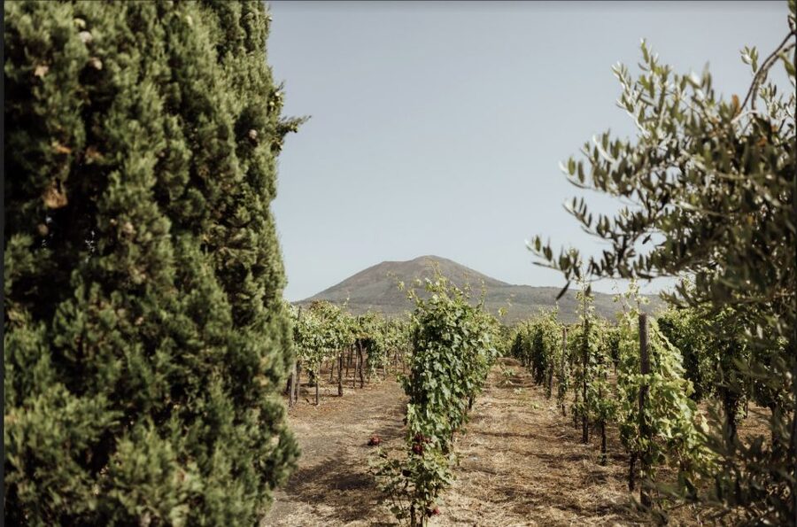 Mount Vesuvius: Vineyard Tour with Wine Tasting and Lunch - Touring the Vineyards and Ancient Winery Spaces