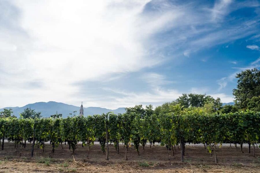 Mount Vesuvius Wine Tasting and Lunch from Pompeii - Wine on Vesuvius Slopes, the part you will remember